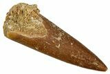 Fossil Plesiosaur (Zarafasaura) Tooth - Morocco #349827-1